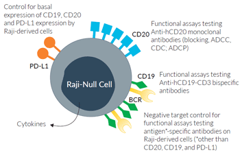 Examples of applications using the Raji-null cell line.