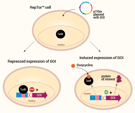 Inducible gene expression in RepTor™ cells