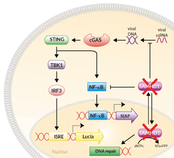 Signaling pathways in THP1-Dual™ KO-SAMHD1 Cells