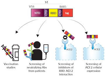 Potential applications of soluble tagged Spike S1 proteins