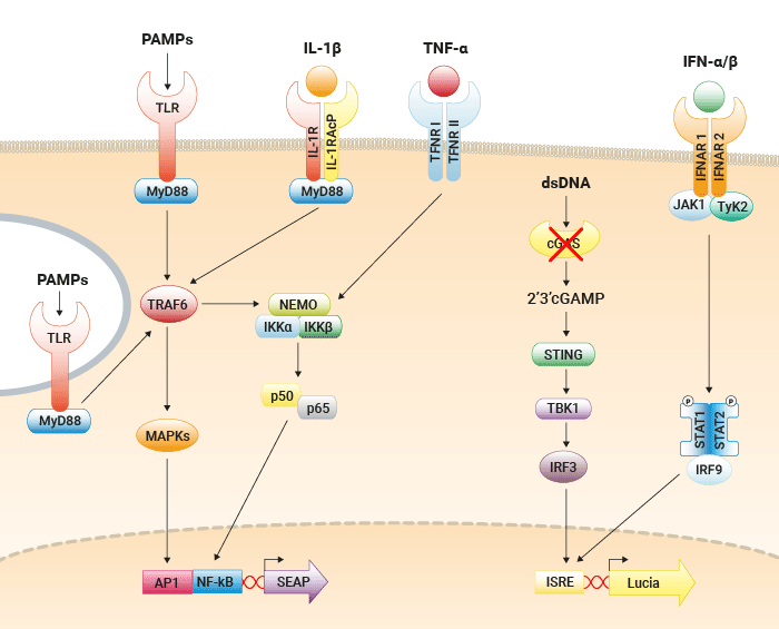 THP1-Dual KO-cGAS pathway