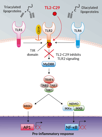 Inhibition of TLR2 signaling by TL2-C29