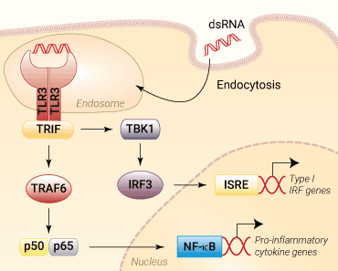 TLR3 pathway
