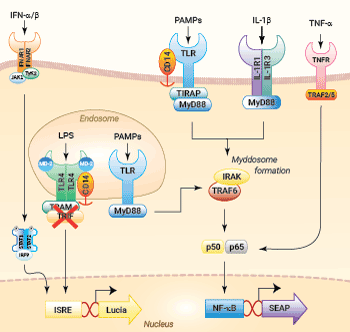 NF-κB and IRF signaling pathways in THP1-Dual™ KO-TRIF cells