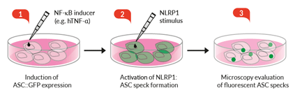 Induction of ASC::GFP expression and NLRP1 activation