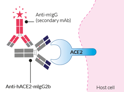 FACs detection of cellular ACE2