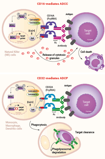 CD16A and CD32A mediated ADCC and ADCP