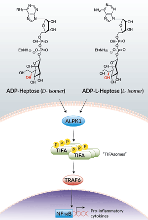 ADP-Heptose induced ALPK1-TIFA signaling