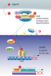 AhR signaling pathway