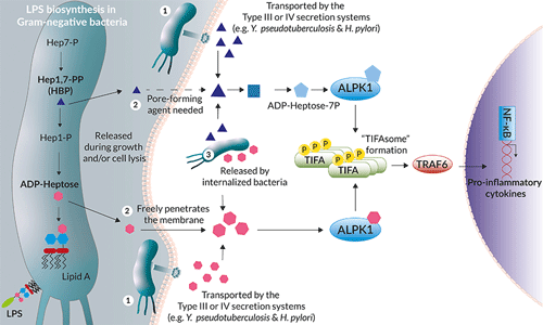 ALPK1-TIFA signaling pathway