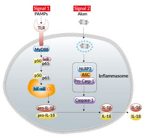 Inflammasome activation with Alum