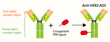 Anti-HER2 PRR ligand bioconjugation