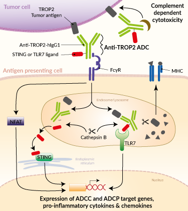 Anti-TROP2 ADC modes of action