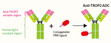 Anti-TROP2 PRR ligand bioconjugation