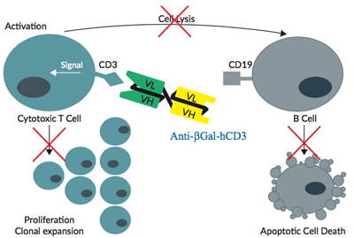 Anti-βGal-hCD3 binds to hCD3 on T cells but not to hCD19 on B cells