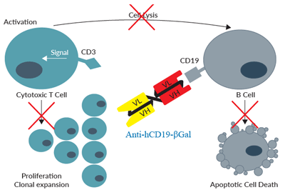 Anti-hCD19-βGal binds to hCD19 on B cells but not to hCD3 on T cells