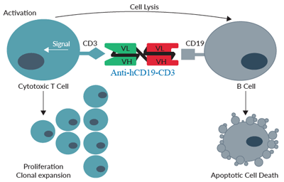 Anti-hCD19-CD3 binds to hCD3 on T cells and to hCD19 on B cells
