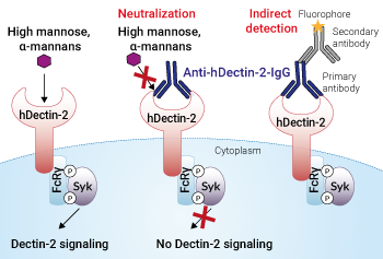 Neutralizing and detection antibody against hDectin-2