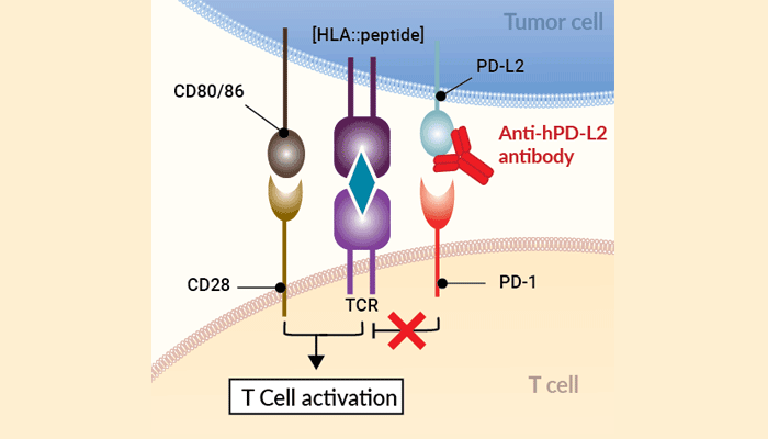 Human PD-L2 (CD273) antibody - Clone 24F.10C12