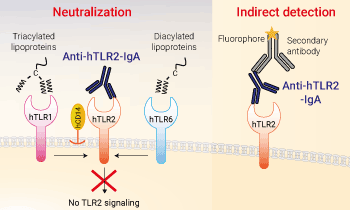Neutralizing and detection antibody against hTLR2