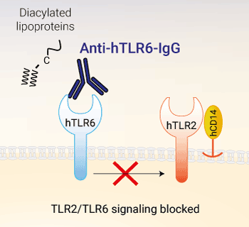 Neutralizing monoclonal antibody against human TLR6