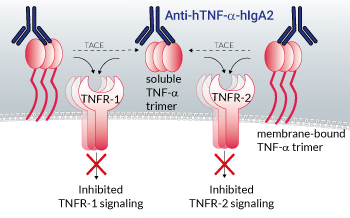 Neutralizing monoclonal antibody against human TNF-α