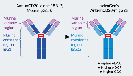 InvivoGen’s engineered Anti-mCD20-mIgG2a InvivoFit™ antibody