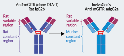 InvivoGen’s engineered Anti-mGITR-mIgG2a InvivoFit™ antibody