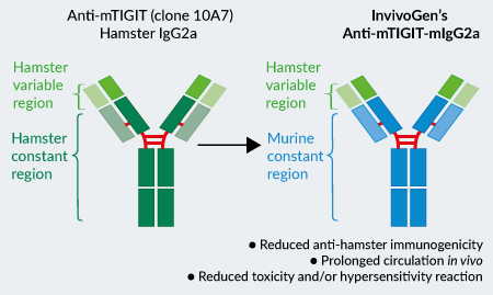 InvivoGen’s engineered Anti-mTIGIT-mIgG2a InvivoFit™ antibody