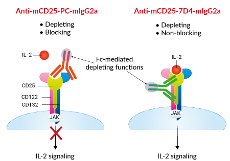 Functions of InvivoGen's Anti-mCD25-mIgG2a antibodies