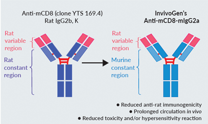 InvivoGen’s engineered Anti-mCD48-mIgG2a InvivoFit™ antibody