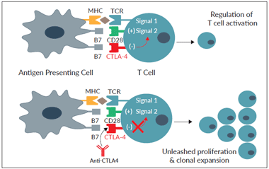 Effect of Anti-CTLA4 on T cell function