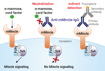 Neutralizing and detection antibody against mMincle