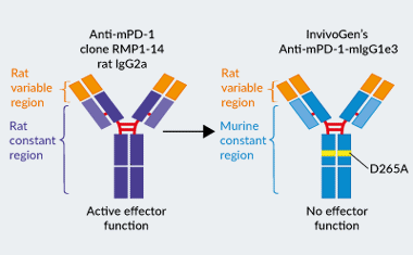 InvivoGen’s engineered Anti-mPD-1-mIgG1e3 InvivoFit™ antibody