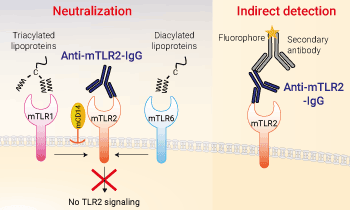 Neutralizing and detection antibody against mTLR2