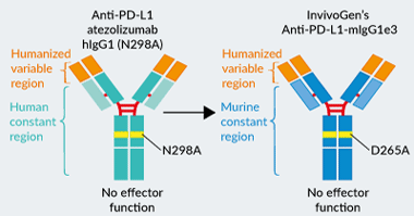 InvivoGen’s engineered Anti-PD-L1-mIgG1 InvivoFit™ antibody