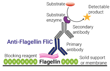 S. typhimurium Flagellin Detection with Anti-Flagellin FliC