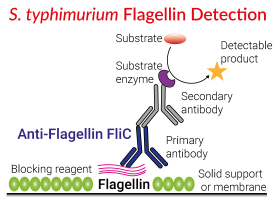 Anti-Flagellin FliC monoclonal IgG antibody