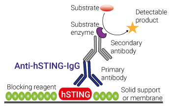 Human STING detection with Anti-hSTING-IgG