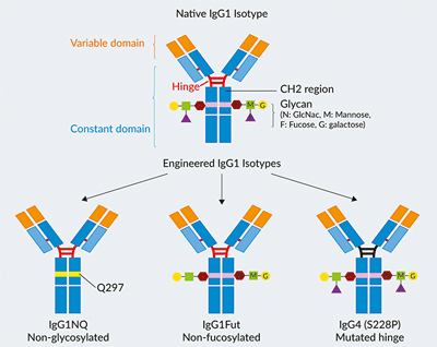 Examples of Strategies to Modify IgG mAb Isotypes 
