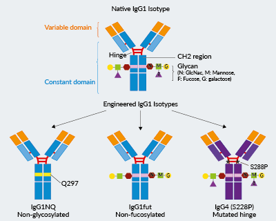 Examples of Strategies to Modify IgG mAb Isotypes 