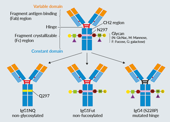 Examples of antibody engineering strategies