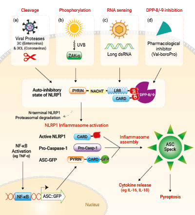 Activation of NLRP1 in A549-ASC-NLRP1 cells