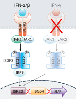 B16-Blue™ IFN-α/β cells signaling
