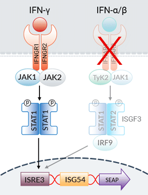 B16-Blue™ IFN-γ cells signaling