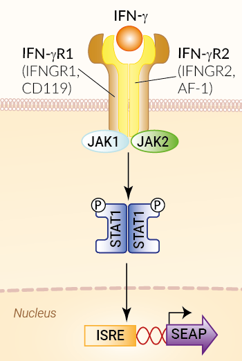 B16-Blue IFN-γ Cells  IFN-gamma Reporter mouse melanoma