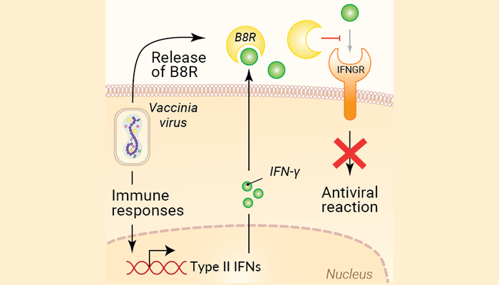 Recombinant B8R protein (Carrier-free)