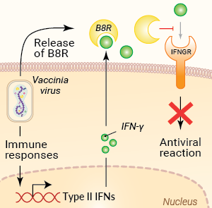Inhibition of IFN-γ signaling by B8R