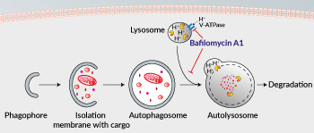 Inhibition of V-ATPase and autophagosome-lysosome fusion by Bafilomycin A1