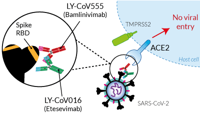 SARS-CoV-2 specific neutralization by Bamlivinimab & Etesevimab